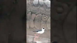 Black Winged Stilt Bird ❤️🪶 #wildlife #birds #shorts