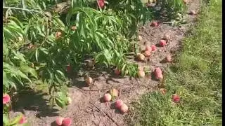 Peach Farm in Canada #youtube #youtubeviral #youtubeviralvideo