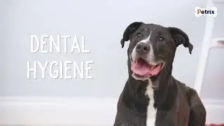 Fantastic Range of Dog Chew Treats - Petrix Petcare