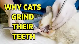 What Are The Causes Of Teeth Grinding In Cats?