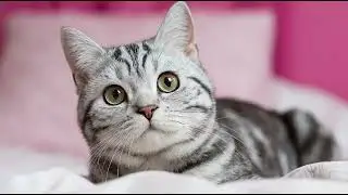 Playlist(cat purring) - Snuggly Kitten Dreams 🐱💤
