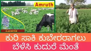 ಕುರಿ ಸಾಕಿ ಕುಬೇರರಾಗಲು ಬೆಳೆಸಿ ಕುದುರೆ ಮೆಂತೆ.  Importance of Lucerne fodder in Dairy and Sheep/Goat Farm