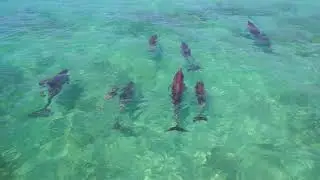Kangaroo Island By Drone [HD]