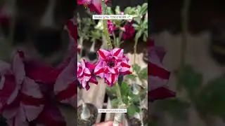 Rare Brazil Imported Adenium Plant Online Shopping 🌱 #adenium #plants #flowers #garden