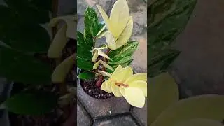 Zamia Variegata #shorts #fypシ゚ #fyp