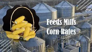 Feeds Mills Corn Rates