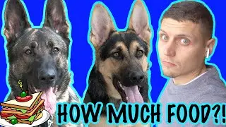 How Much to Feed My German Shepherd?