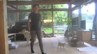 Bellende Hunde in die Ruhe bringen