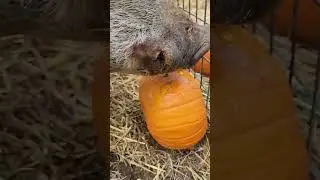 Pumpkins and Pigs YUM!!!!