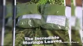 Moringa Oleifera - Documentary about Moringa Superfood