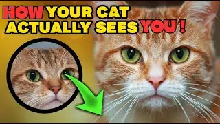 How Cats Really See You - Cat Perception explained