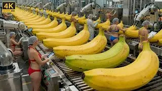Inside a Banana Bread Factory &ndash; An Incredible Fully Automated Production Line