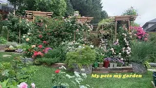 |June 27, 2025 (1) — Backyard |#rose|#dogs |#cats |#rosegarden |#healing |#calm |#My pets my garden|