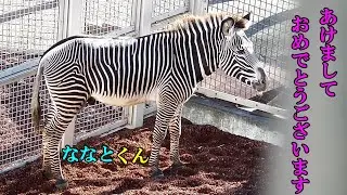 あけましておめでとうございます　～８年７ヶ月振りにアフリカ園大放飼場にグレビーシマウマが～　京都市動物園より「ななと」くん来園　Grevy's zebra(グレビーシマウマ)　多摩動物公園