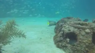 Eternal Reefs Golden Beach June 2016