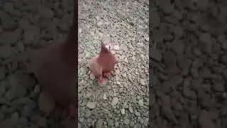 front of house training.. #pigeon #animals #birds #fypyoutube #firalshorts