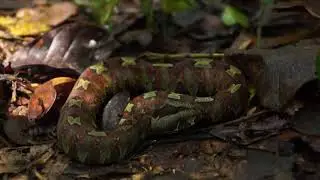 Rhinoceros Viper (Bitis nasicornis)