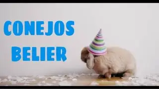 CONEJO BELIER ¿Cómo son los CONEJOS Belier?