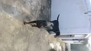 max#youtubeshorts #rottweiler #masti#dog