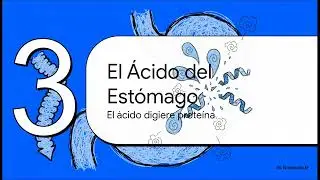 Un Viaje por el Intestino