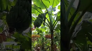 முப்படை வாழை 🍌🌴. அதிக மகசூல் பெரும் விவசாயிகள் 🌱🌱🌱. #banana #high yield variety. 📞9715490300 #Shorts