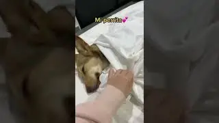 Lo que sea para la reina🐶💕 #perros #perrita #kimrixs #sonrixs