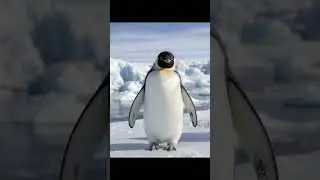 Cute Animals penguin - Relaxing Music Deep Sleep #penguin #shorts