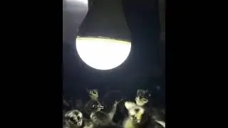 1st day Pure Australorp Chicks Barred