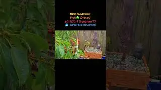 Micro Food Forest, Fruit 🌳 Orchard,  🌧, rare Winter Storm Coming this weekend 