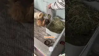 Eat, Wheek, Poop, Repeat!