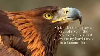 The eagle totem spirit guide
