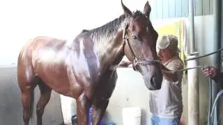 Preakness Stakes post positions and odds