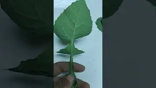 الجعضيض والمرير أو الحلاوين ما الفرق بينهم ؟