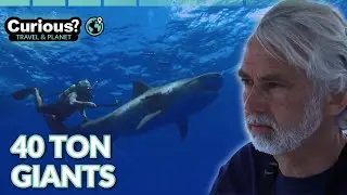 Ocean Vet Swims With 40 Ton Humpback Whales Bermuda