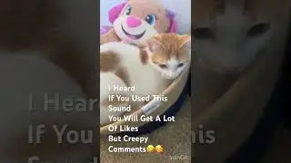 My Precious Cat#Cat Lover#Shot# Something In My Bed🤣🥰Kindly Subscribe