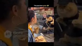 cat fight with lady 😂😂#cat