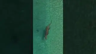 EPIC Saltwater Crocodile in Crystal Clean Water 🐊