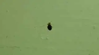 Bedbug (cimex lectularius)