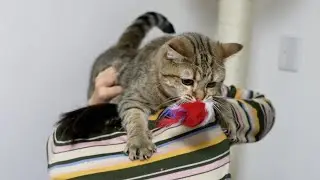 木登りタワーから降りられない猫を降ろしてあげると…!?