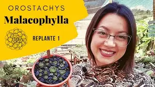 SUCULENTAS ! Replante parte 1 !!! Orostachys malacophylla/