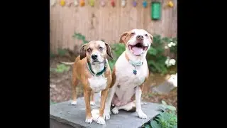 The House That Mr  Bones Built: A Pit Bull's Legacy