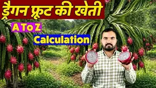1 एकड़ ड्रैगन फ्रूट फार्म की पूरी लागत | Dragon Fruit Farming Business: Cost, Income & Profit #fruit