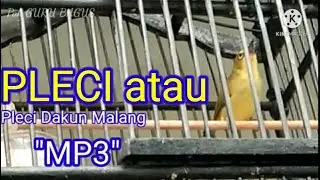 MASTERAN JOOOSS_Pleci Dakun Malang 