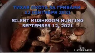 Тихая охота за грибами 12.09.2021. Silent mushroom hunting. September 12, 2021  #shorts,