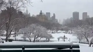Central Park Snowfall ASMR ❄️ 10 Hours for Sleep, Study & Focus