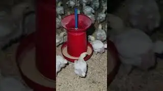 rater bela poultry Birds #agrofarm #chicken #shortsfeed #short #shorts
