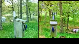 Wildlife Photographer Dan Bernskoetter Bluebirds Nesting Spotlight on the Arts 155