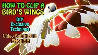 How to Safely Trim Your Parrot’s Wings at Home | Wing Clipping Guide for Birds | Video in Urdu/Hindi