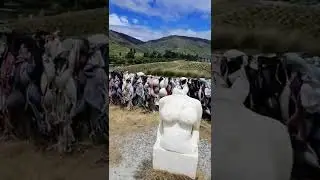 Brafence in New Zealand ~ Bradrona in Cadrona / Famous Brafence in South Island NZ #short
