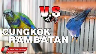 CUCAK CUNGKOK VS RAMBATAN PARUH MERAH GACOR TAJAM JERNIH COCOK UNTUK MASTERAN MURAI BATU & CUCAK IJO